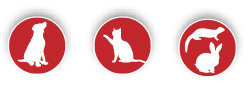pictogramas animales Pep