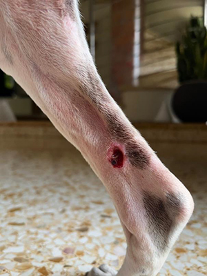 Whippet, âgé de 13 ans. Patient présentant de multiples lésions cutanées compatibles avec des carcinomes épidermoïdes et des hémangiosarcomes