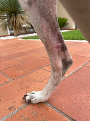 Whippet, âgé de 13 ans. Patient présentant de multiples lésions cutanées compatibles avec des carcinomes épidermoïdes et des hémangiosarcomes