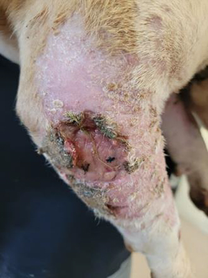 Chien ayant été impliqué dans une bagarre avec un autre chien et n’ayant pas reçu de soins vétérinaires