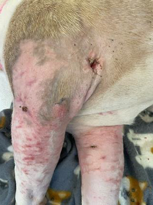Chien ayant été impliqué dans une bagarre avec un autre chien et n’ayant pas reçu de soins vétérinaires