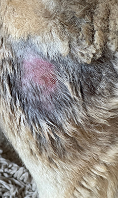 Darasyl™ a été appliqué une fois par jour, suivi de l’application d’un spray au goût amer afin de prévenir le léchage de la zone affectée.