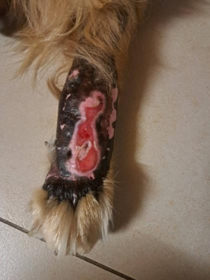 Une greffe cutanée a été réalisée sur le membre d’un chien à la suite d’un accident