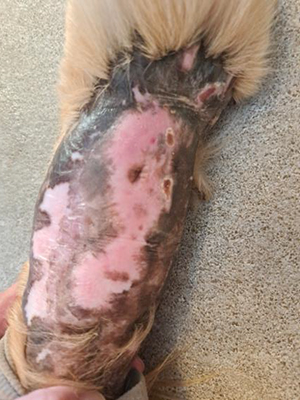 Une greffe cutanée a été réalisée sur le membre d’un chien à la suite d’un accident