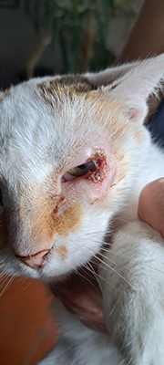 Chatte européenne commune, âgée de 15 ans