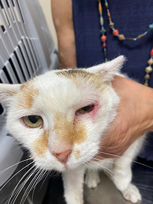 Chatte européenne commune, âgée de 15 ans